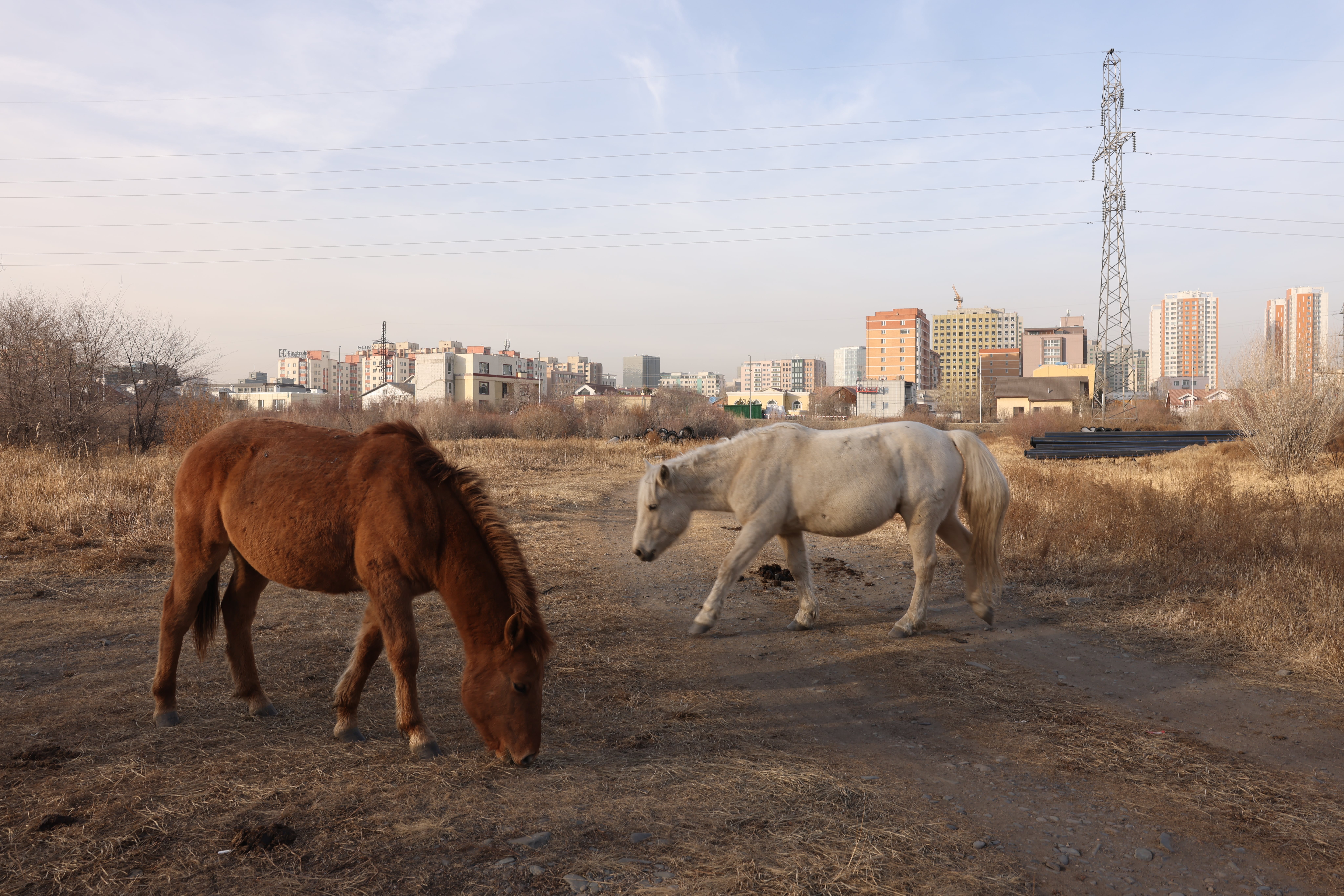 Хориглосон бүсэд мал бэлчээсэн иргэнийг нэг сая төгрөг, хуулийн этгээдийг 10 сая төгрөгөөр торгох хуультай