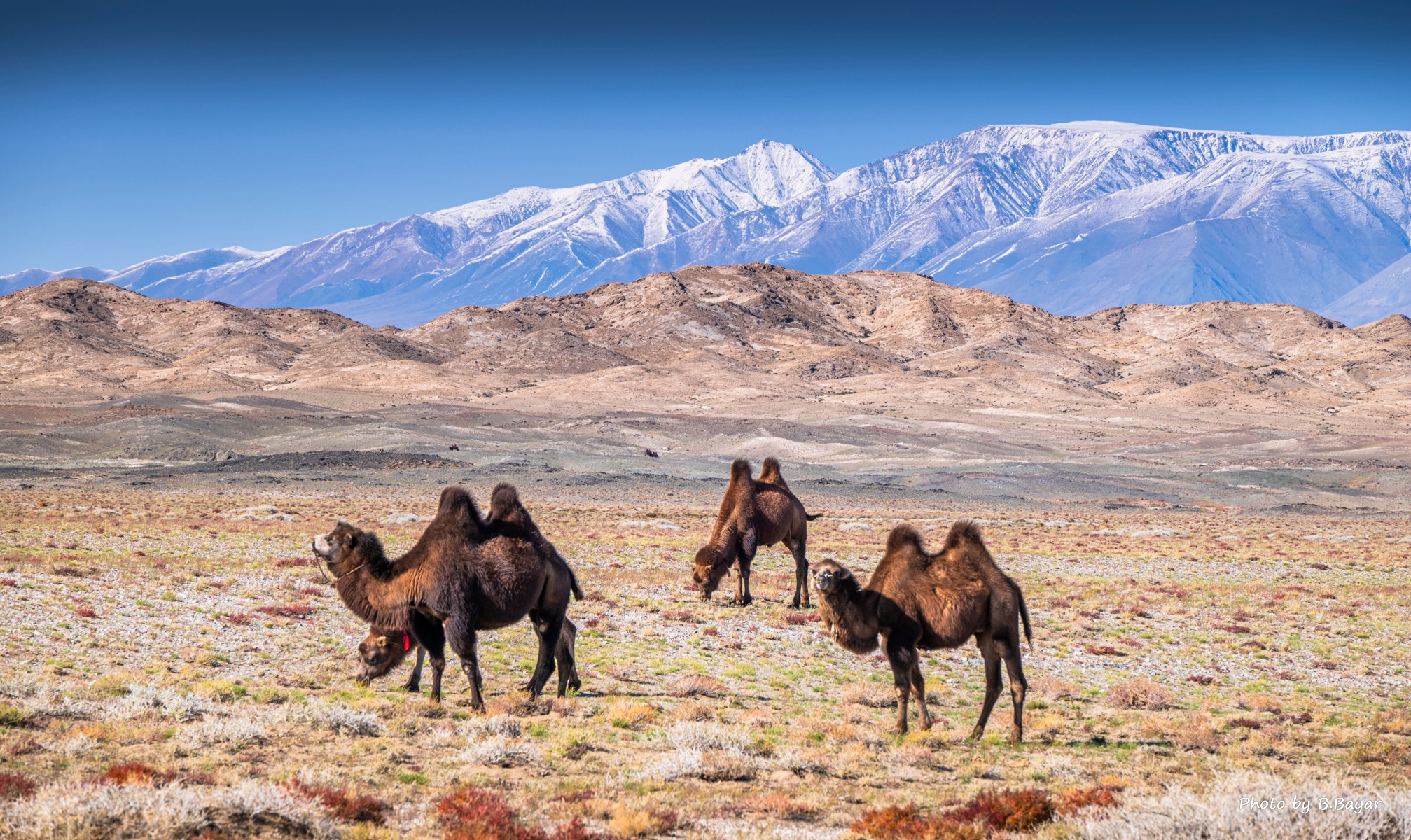 Говийн нутгуудаар өнөөдөр +15 градус дулаан байна