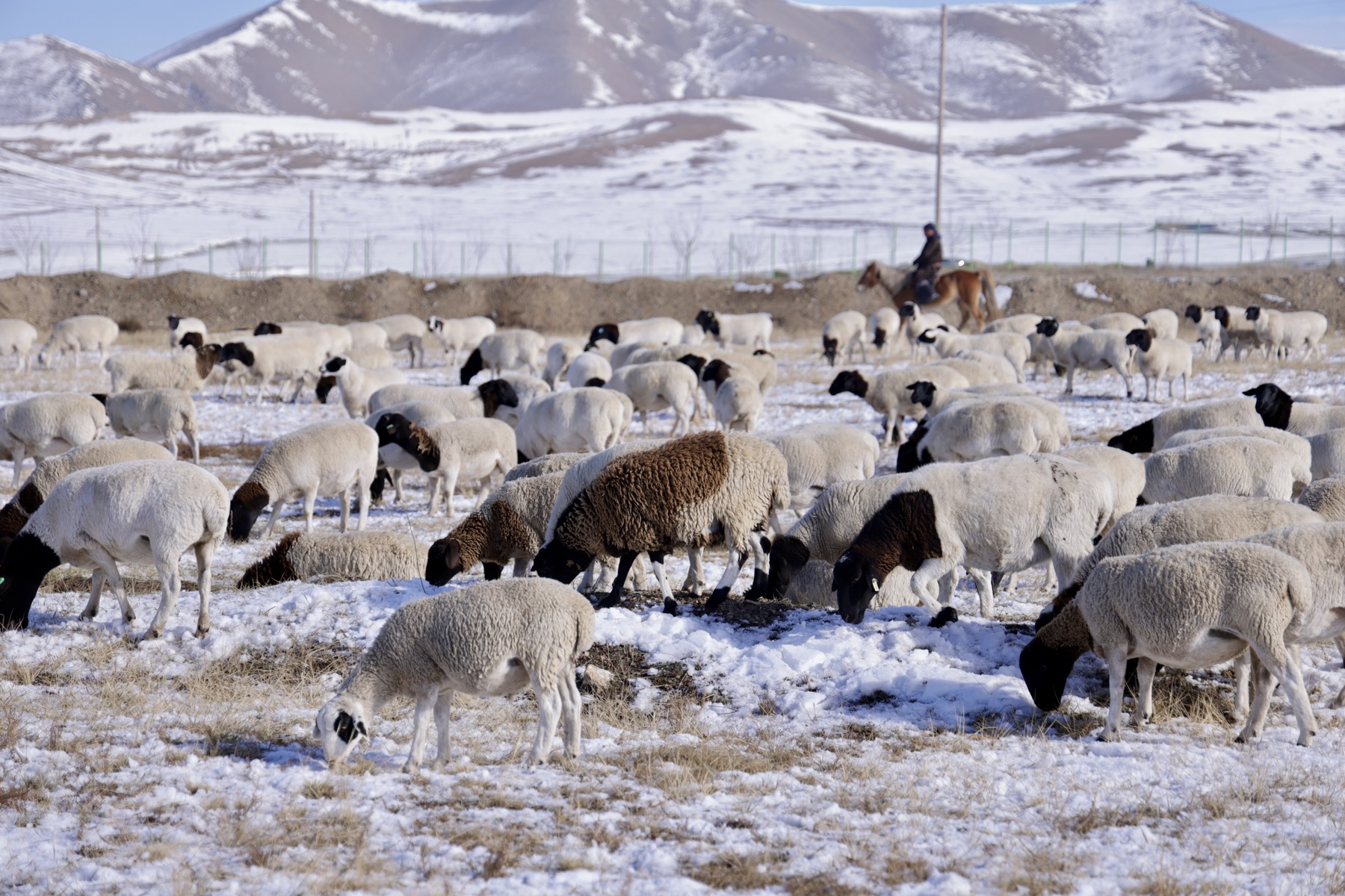 Энэ он гарсаар 211.2 сая ам.долларын мах, махан бүтээгдэхүүн экспортлоод байна