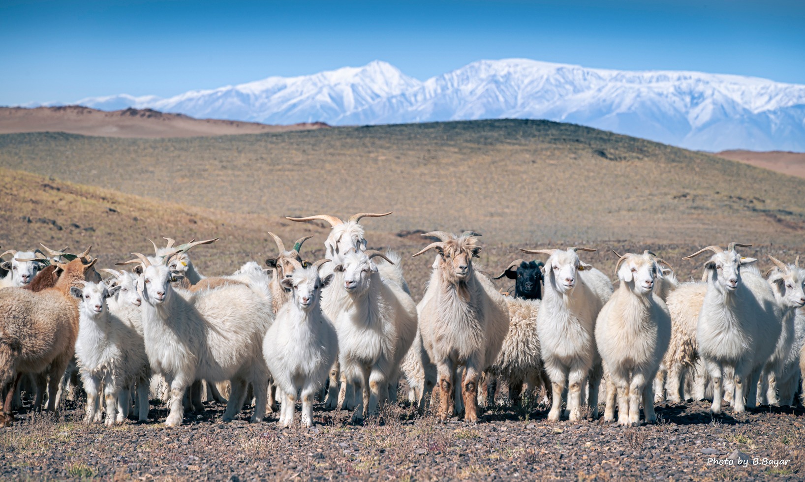 Баруун болон төвийн аймгуудын нутгаар цас орж, цасан шуурга шуурна