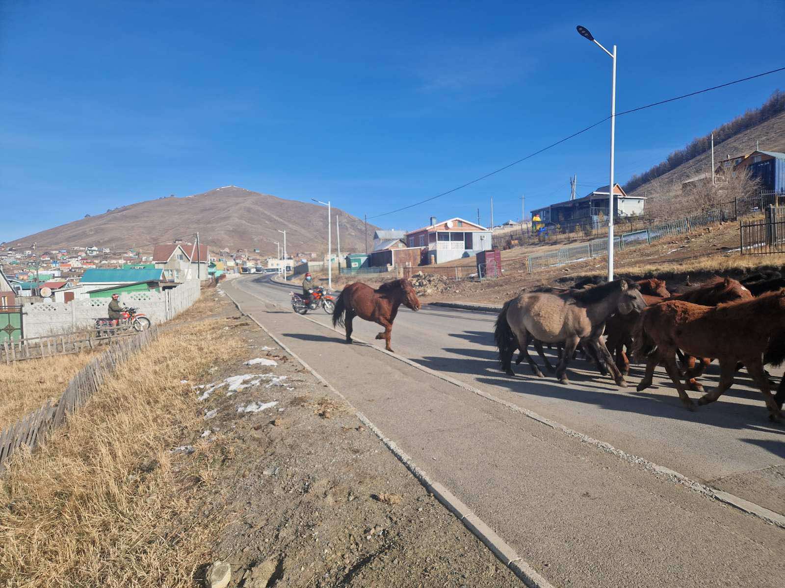 Энэ онд нийслэлийн мал аж ахуй эрхлэхийг хориглосон бүсээс 214 айлын 8495 малыг гаргав