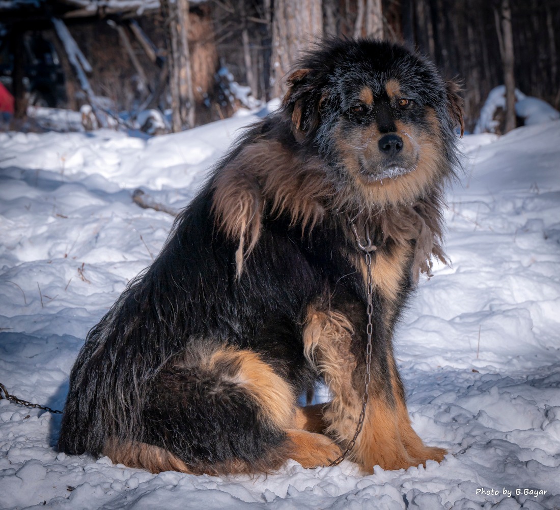 Нийт нутгаар цас орохгүй, цаг агаар тогтуун
