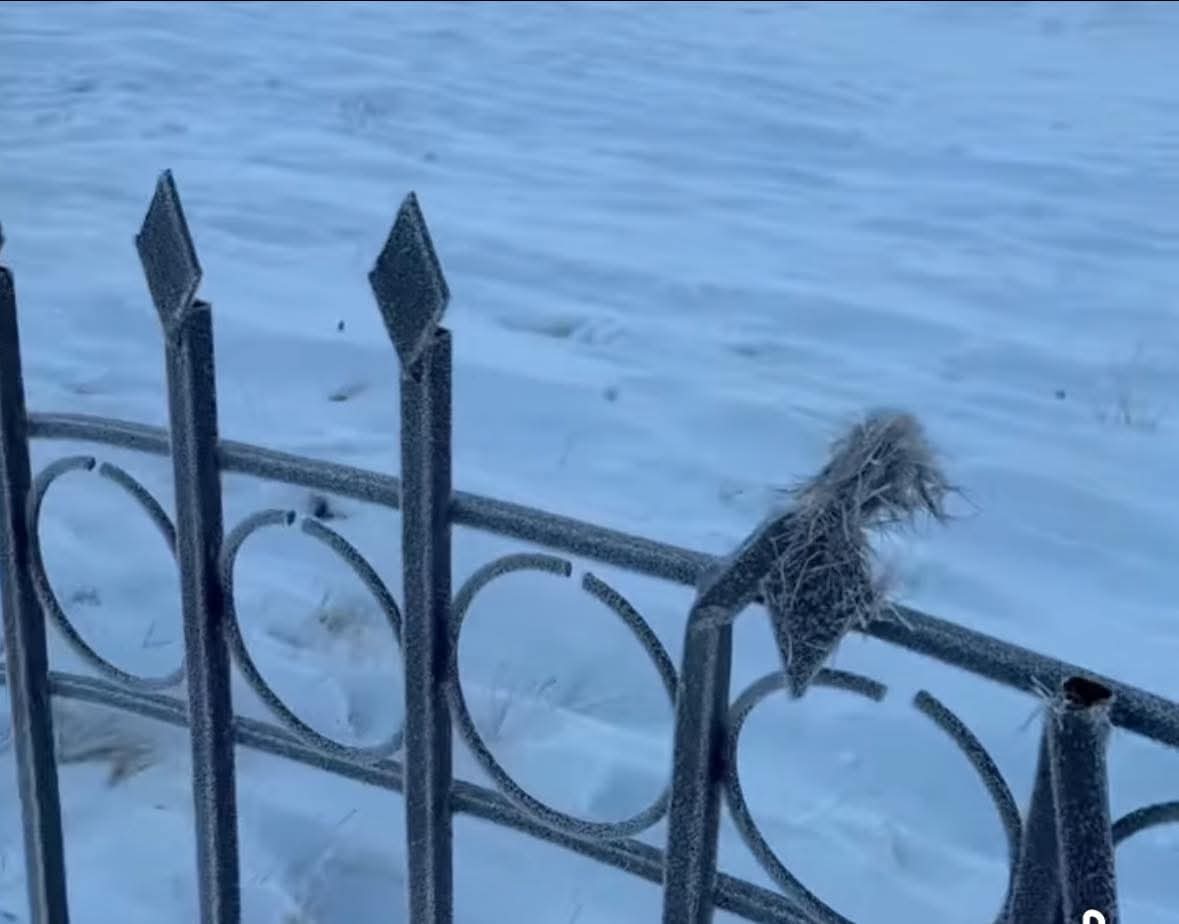 Богдхан уулын дархан цаазат газарт үзүүртэй хашаа барьсан аж ахуйн нэгжид хариуцлага тооцно