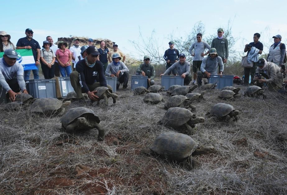 Устсанд тооцогдож байсан аварга яст мэлхийг 150 жилийн дараа төрөлх аралд нь буцаан авчирлаа