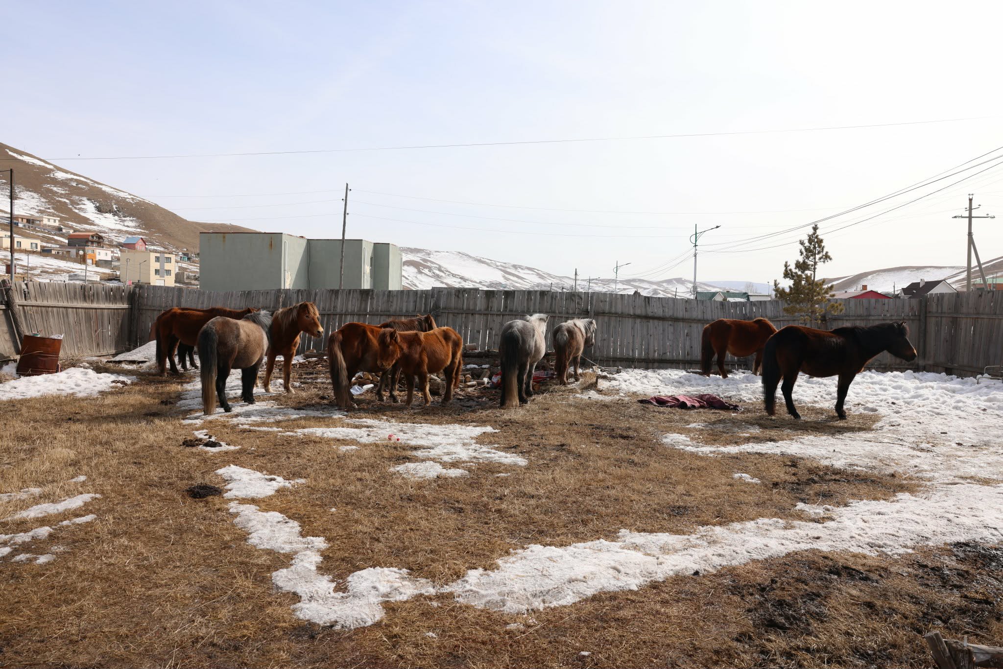 Мал аж ахуй эрхлэхийг хориглосон бүсээс 210 адууг хашаалж, арга хэмжээ авчээ