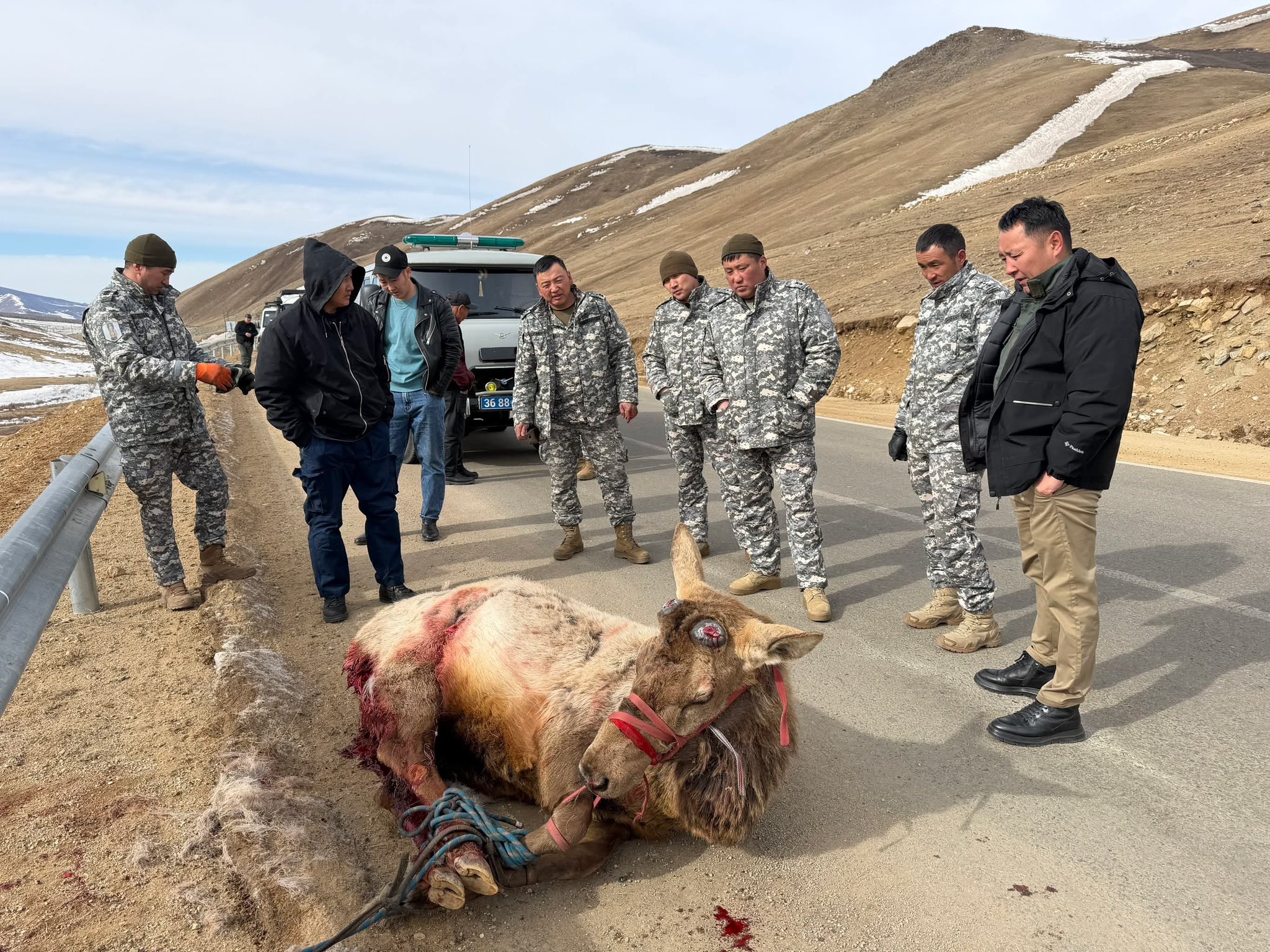 Алдархаан сумын Чигэстэй багийн нутаг дэвсгэр, Загастайн давааны орчимд буга шархдсан байна гэсэн иргэний мэдээллийн дагуу холбогдох байгууллагууд шуурхай арга хэмжээ авч ажиллалаа