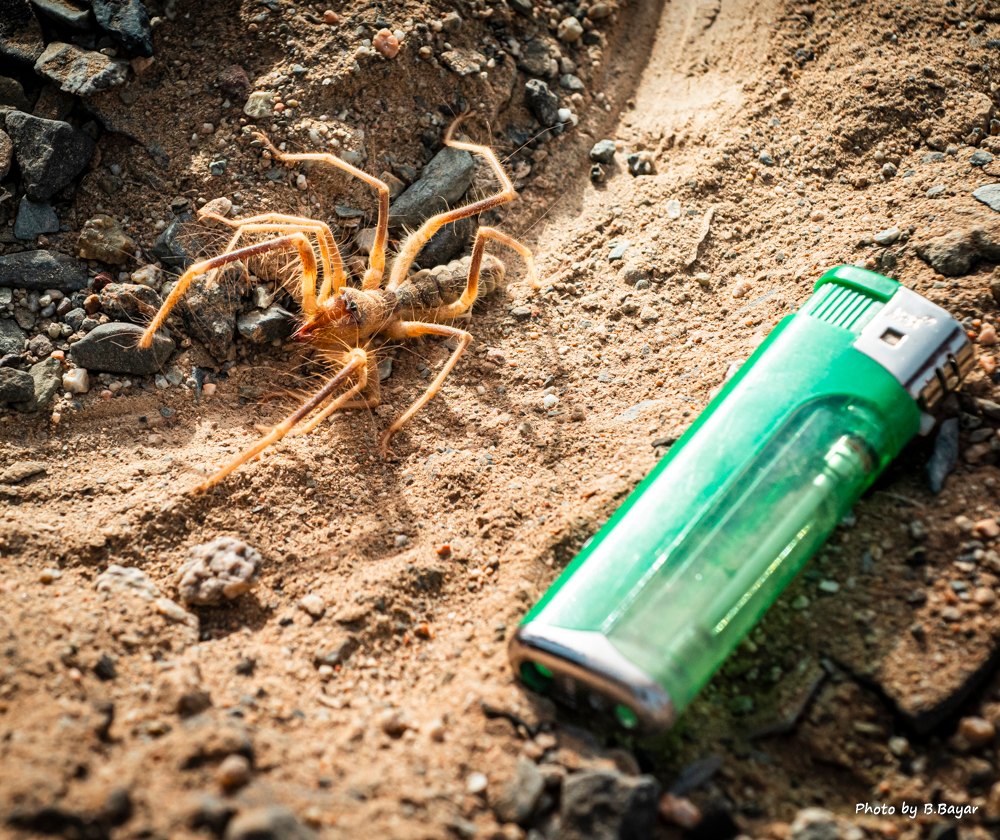 Төвийн аймгуудын нутгийн зарим газраар цас орно