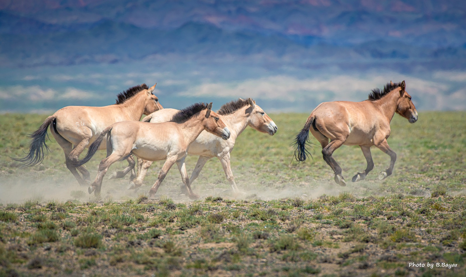 Нутгийн зүүн хагаст салхи шуургатай