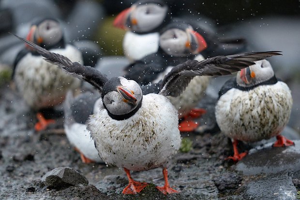 Францын эрэгт 45 мянга гаруй далайн шувуу хорогджээ