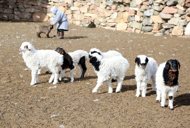 Улсын хэмжээнд 4.2 сая мал төллөж, бойжилт 98.9 хувьтай байна