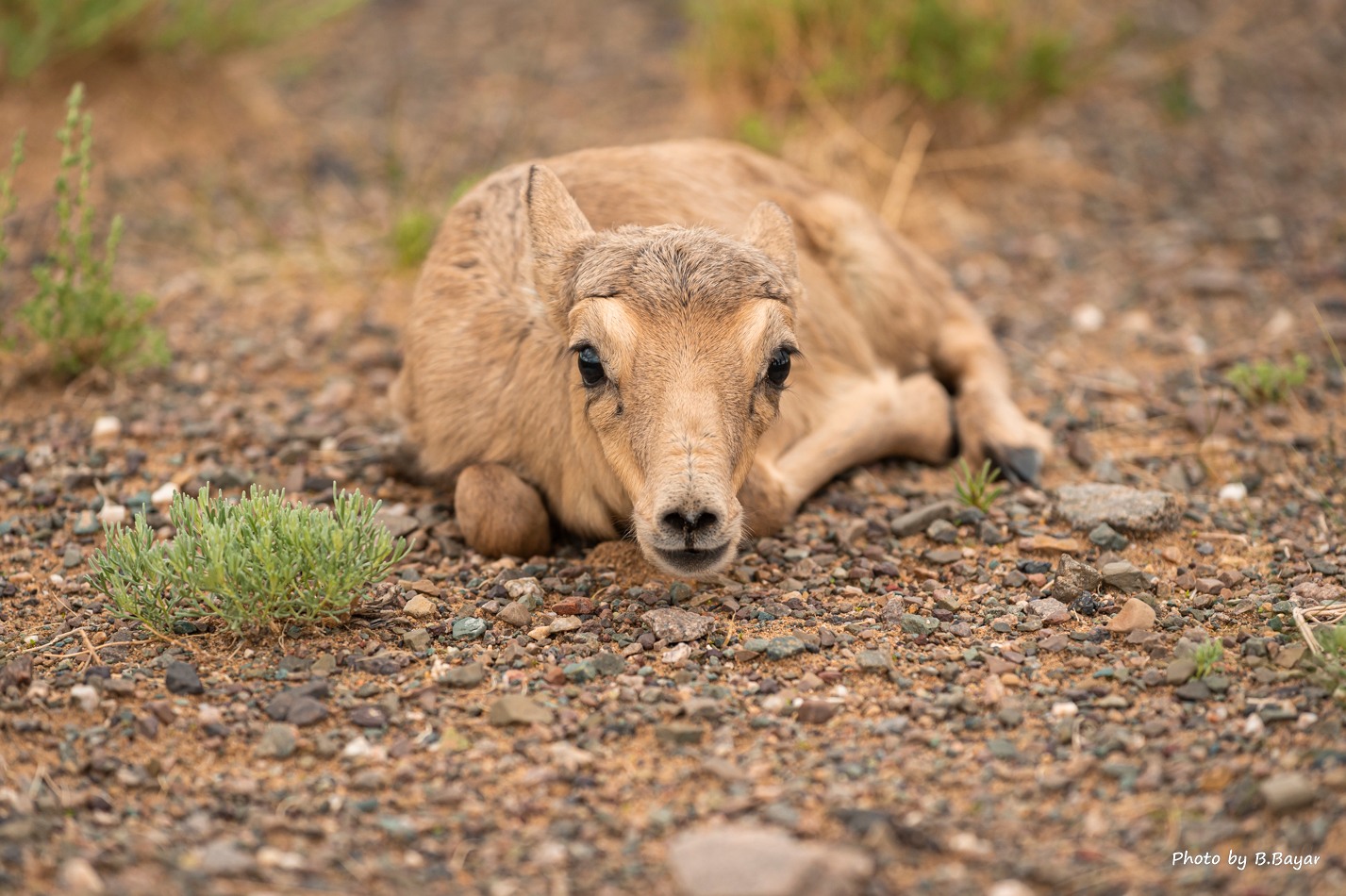 Алтайн салбар уулс, Арц Богдын өвөр хоолой, говь, талын нутгаар салхитай