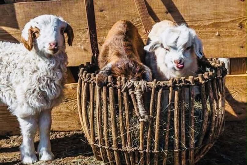 Мал төллөлт 50.4 хувьтай байна