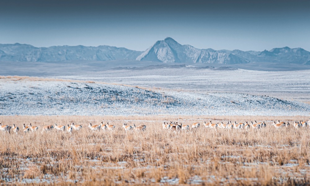 Говь, тал, хээрийн нутгаар салхи шуургатай