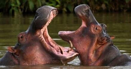 Энэтхэгийн тэрбумтны хүү Пабло Эскобарын 80 усны үхрийг аврах санал гаргажээ