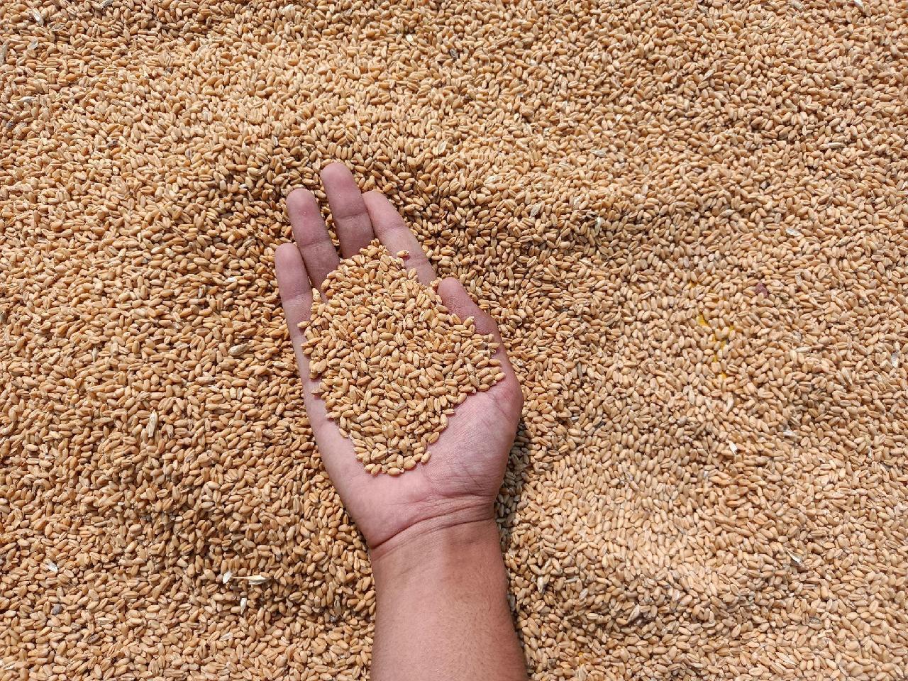 Улаанбуудайн элит үрийг 30 хувийн урьдчилгаа төлбөртэйгөөр худалдан борлуулж байна