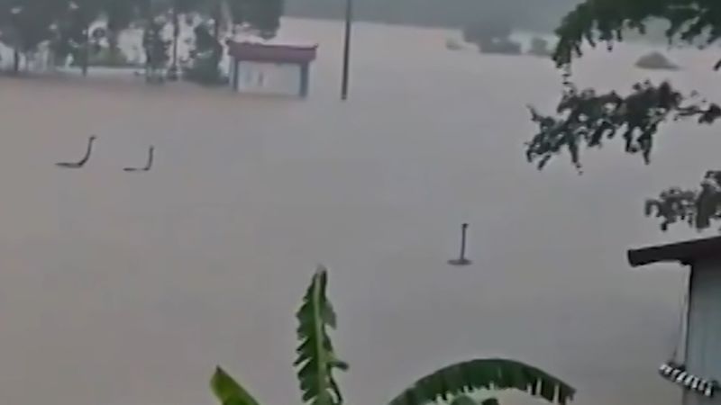 Хятадын өмнөд хэсэгт үерийн улмаас 1000 орчим могой усанд алдагджээ