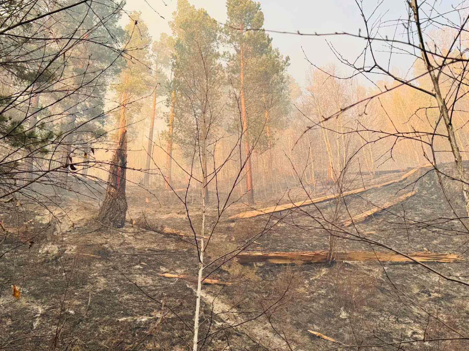 Сэлэнгэ аймагт гарсан ойн түймрийг бүрэн унтраажээ
