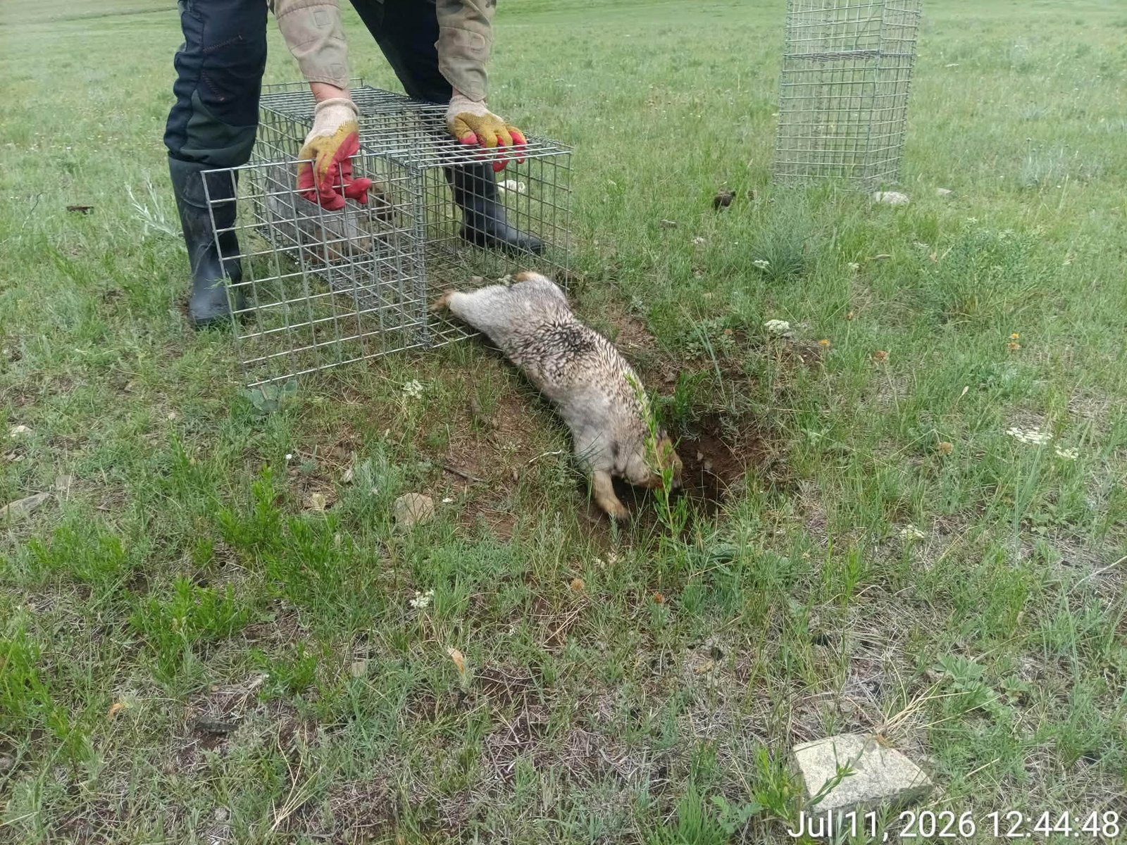 Богдхан уул орчимд хотжилт нэмэгдэж монгол тарваганы амьдрах орчны доройтол, хуваагдал нэмэгдсэн тул сэргээн нутагшуулж байна