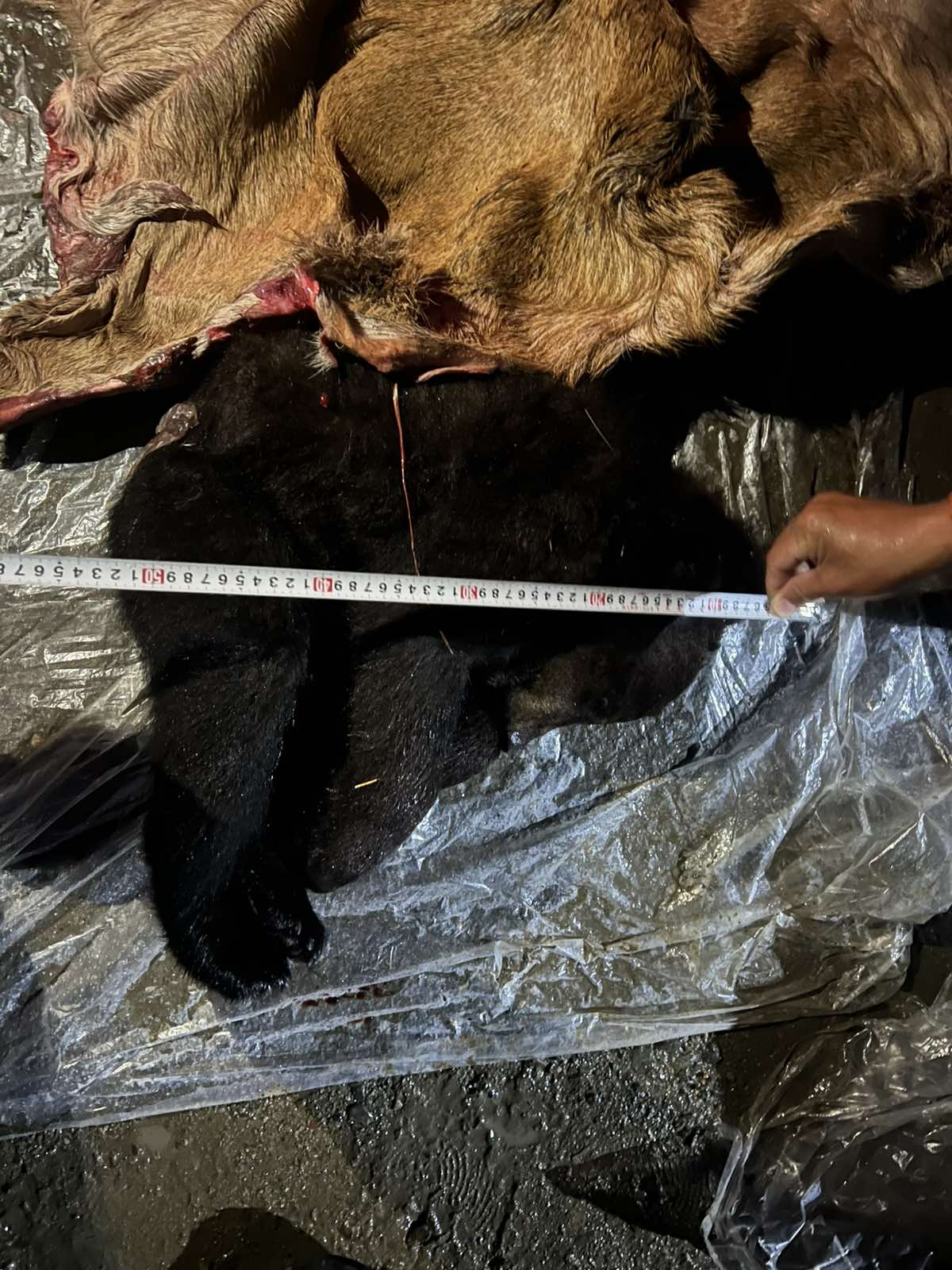 Хүрэн баавгайн бамбарууш болон халиун бугыг агнаж, тээвэрлэсэн үйлдлийг шалгаж байна