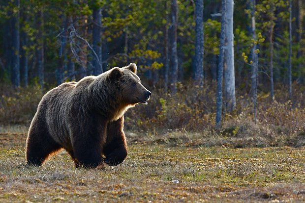 Чукоткад хүрэн баавгай загасчин руу дайрч бэртээжээ